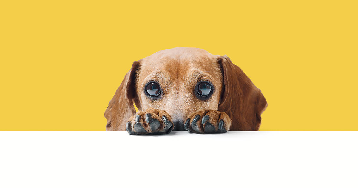 【愛犬のパニックを未然に防ぐ】災害時の「音・揺れ・知らない場所」に愛犬を慣らす心の防災レッスン