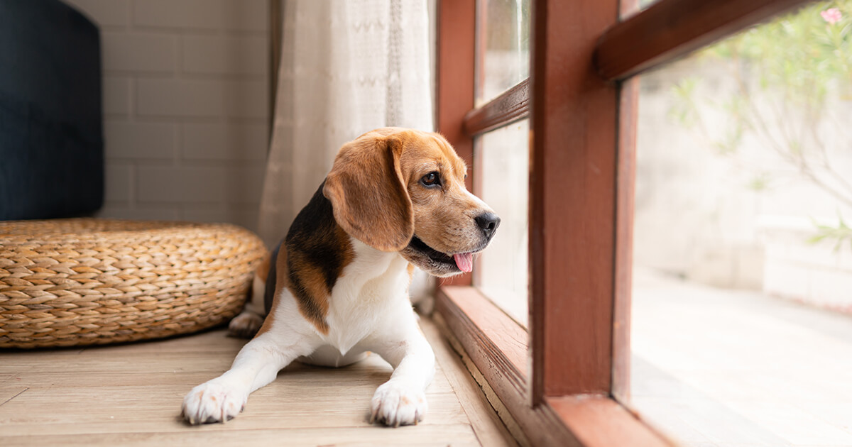 【わが家の防災、見直しませんか？】愛犬を守る「自宅避難」のコツ！いざという時、家で安全に過ごすチェックポイント