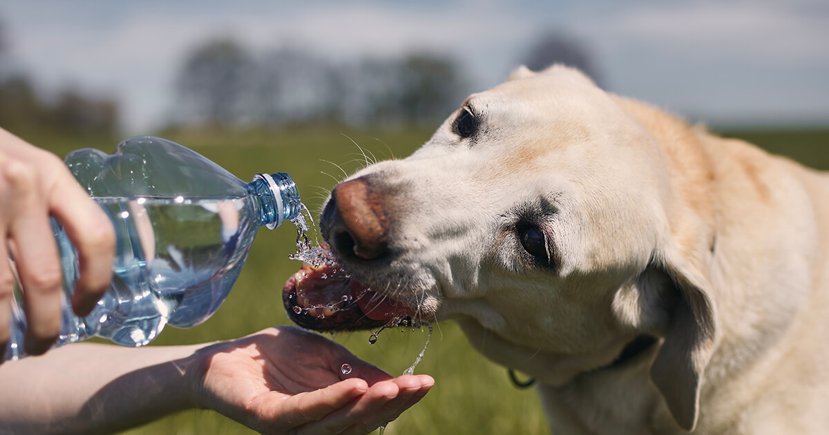 【災害時、水がない！どうする？】愛犬の命を守る「水」の備蓄と節約術！見落としがちな給水・衛生問題