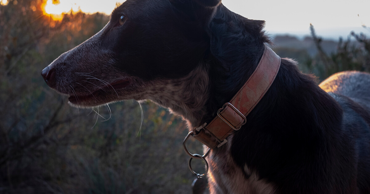 【迷子にさせない！】愛犬の身元を守る「もしもの時」の備え！迷子札・マイクロチップ・写真で再会を確実にする方法