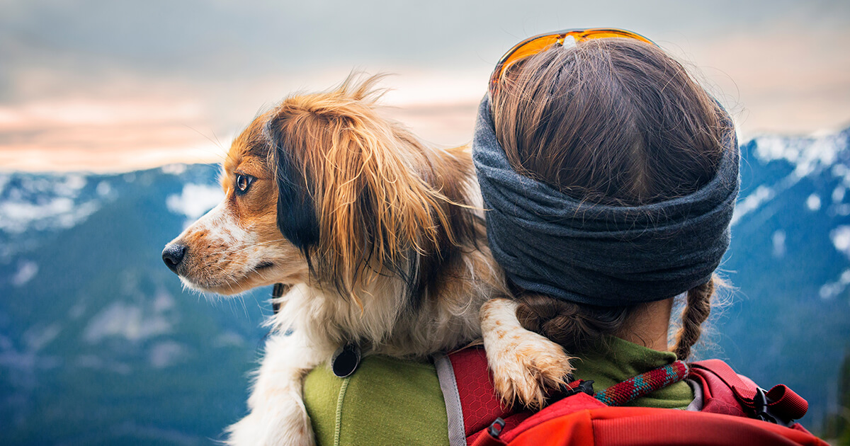 【愛犬の「命を守る」リュック】もしもに備える！飼い主が用意する「緊急脱出バッグ」の中身と準備のコツ