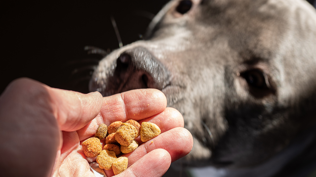 ダイエット中の犬に適した減量サポートドッグフード特集のドッグフード特集