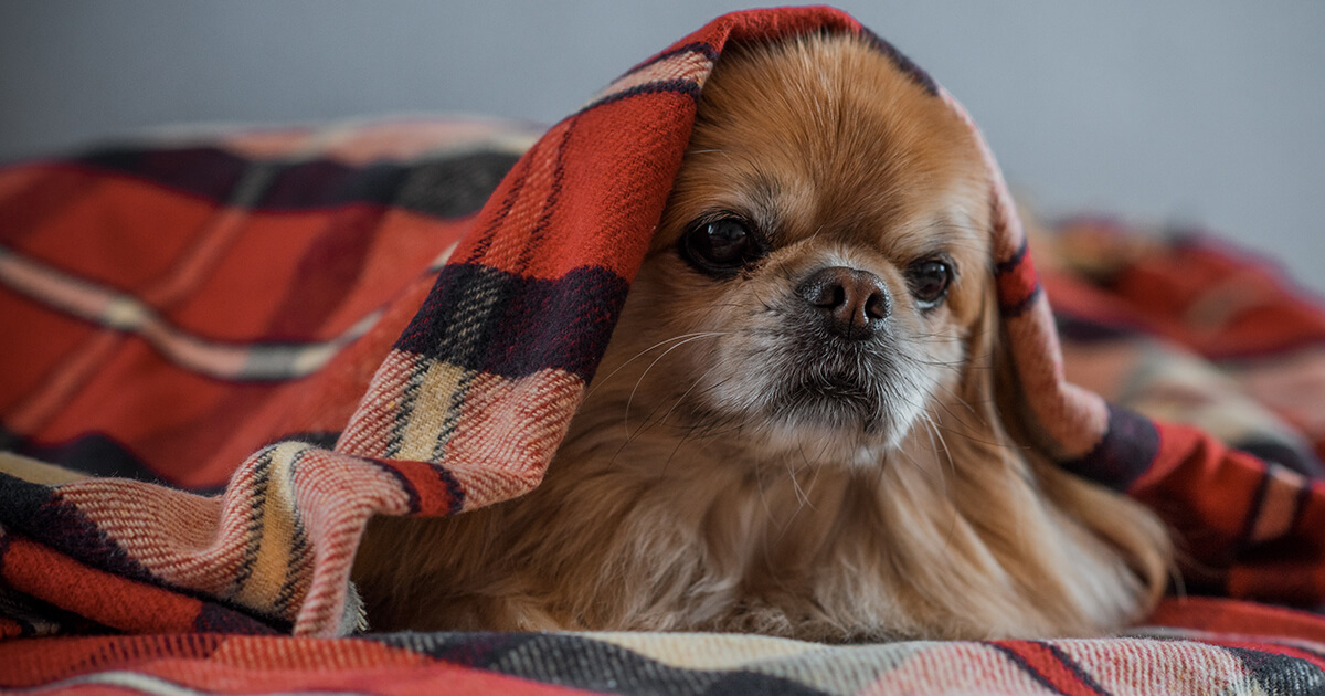 災害時の愛犬の心のケアとストレス対策！避難生活で安心させる方法