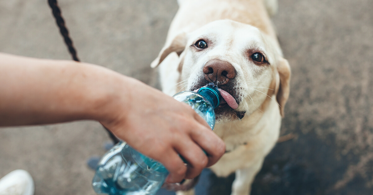 災害時の犬の水の備蓄と管理！命を守る給水・衛生の重要性