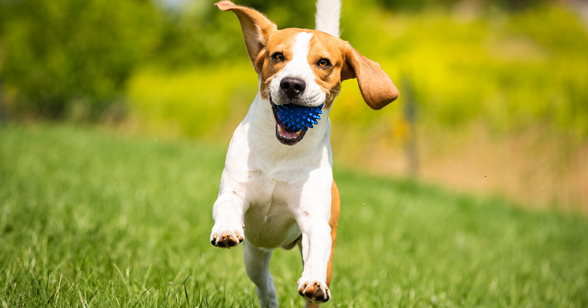 犬種・性格別「好き」を深掘り！愛犬が本当に喜ぶ遊び方と見つけ方
