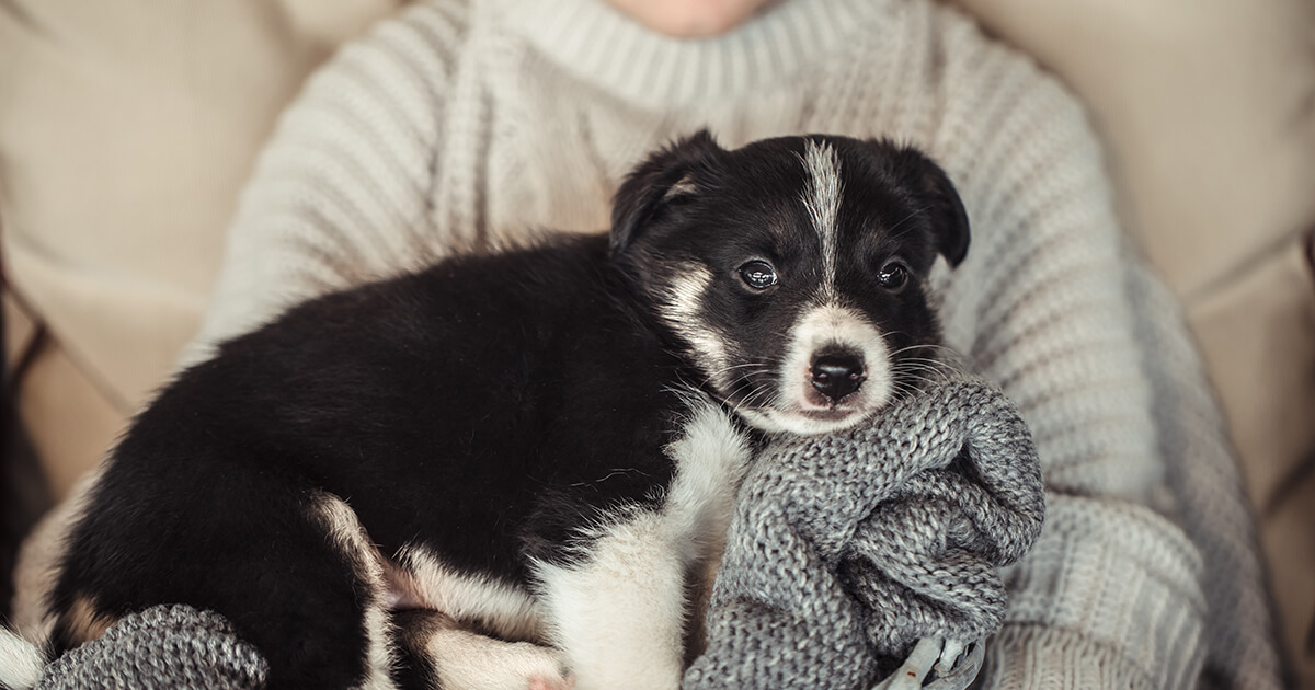 犬の甘えん坊はOK？行き過ぎた依存と自立心を育むバランス術