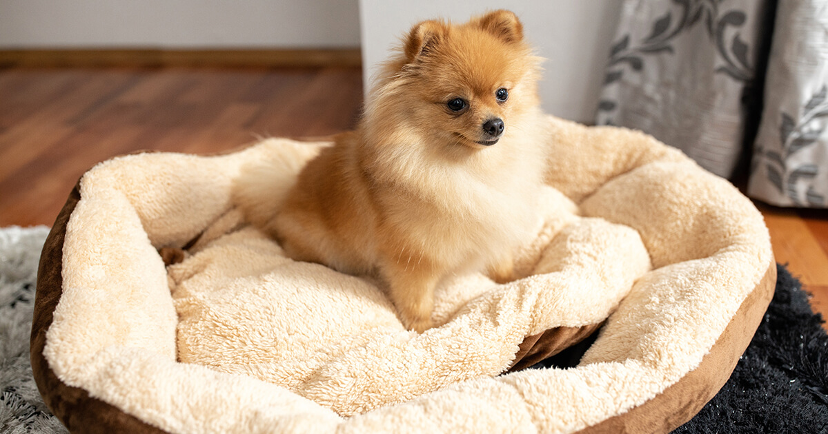 雨の日も退屈しない！室内でできる犬のストレス解消・運動不足解消ゲーム10選