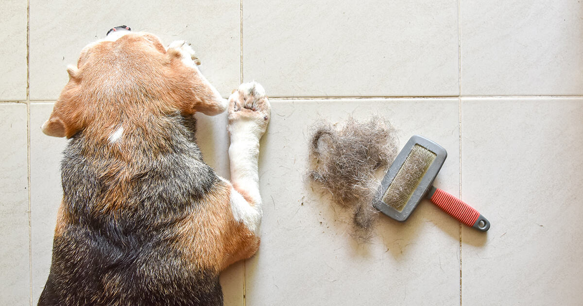 【その抜け毛、異常サインかも？】犬の脱毛・薄毛で見分ける病気と病院に行く目安
