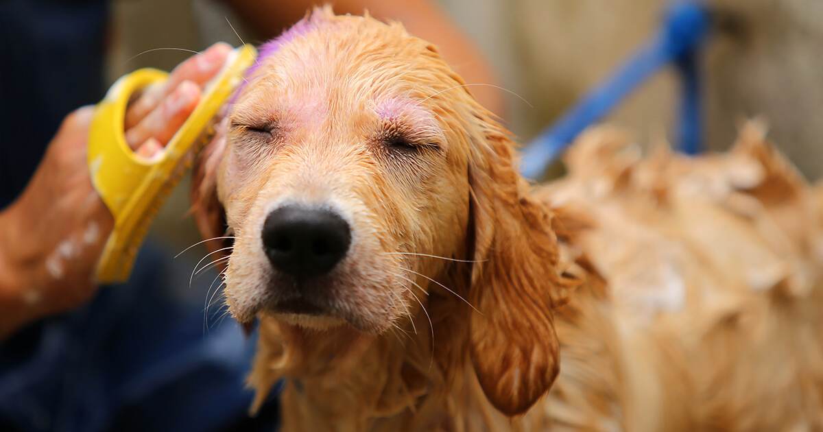 【お手入れ嫌いを克服】犬の足拭き・ボディケアトレーニングの始め方と成功のコツ