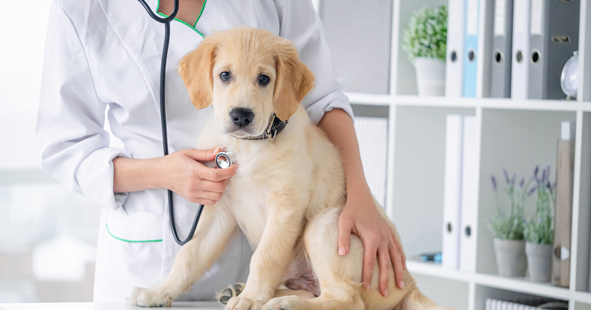 【子犬の健康診断ガイド】初めての病院はいつ？何する？ワクチン後の健康管理の基礎知識