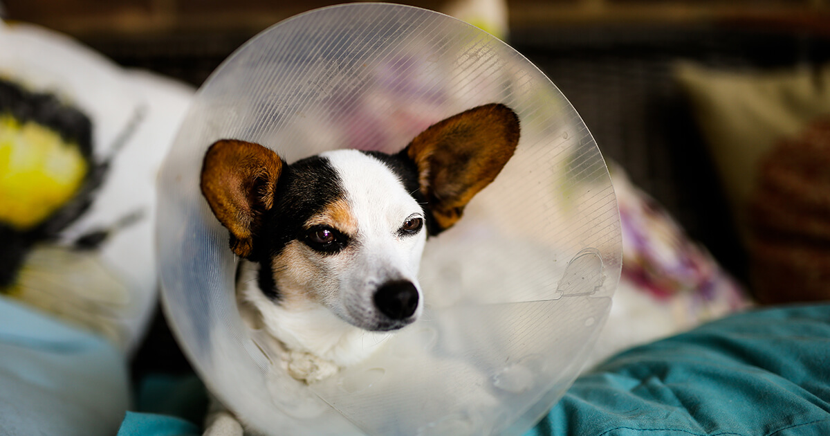 【犬の去勢・避妊手術の全て】費用・時期・メリット・デメリットを徹底比較！愛犬のために知るべきこと