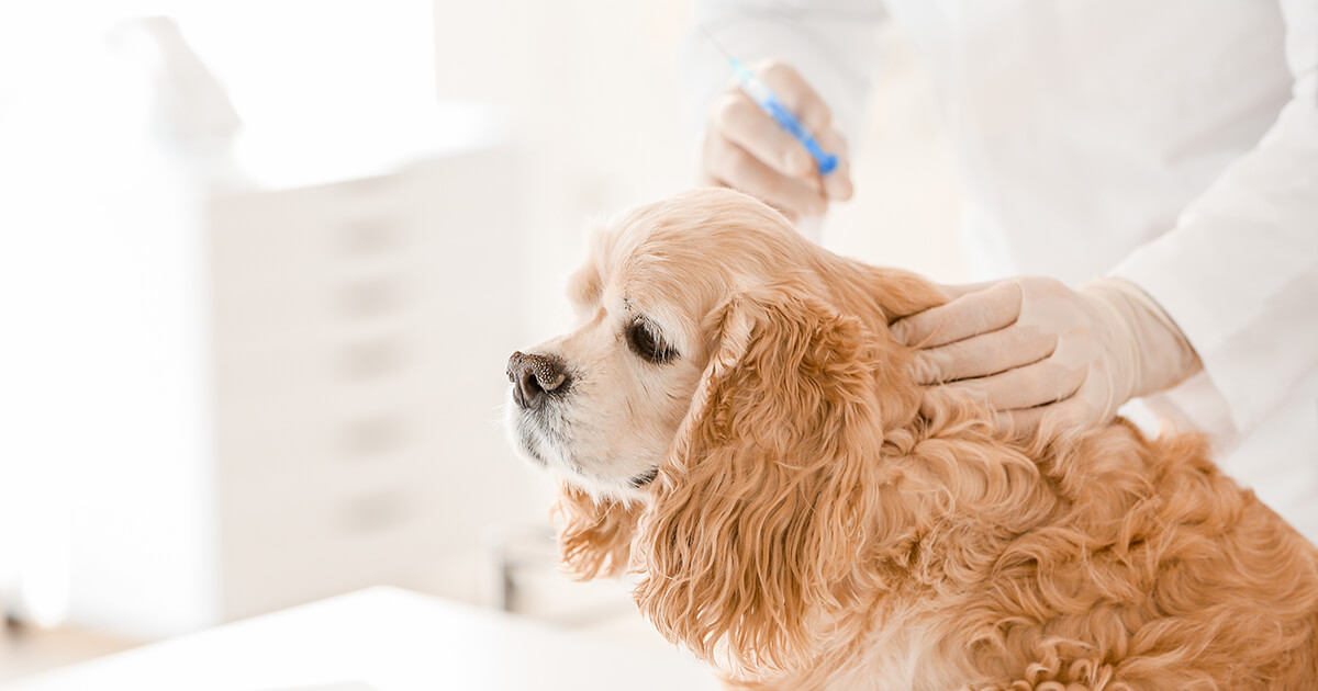【犬の予防接種後の過ごし方】副反応を最小限に！接種後の注意点と安全なケア方法