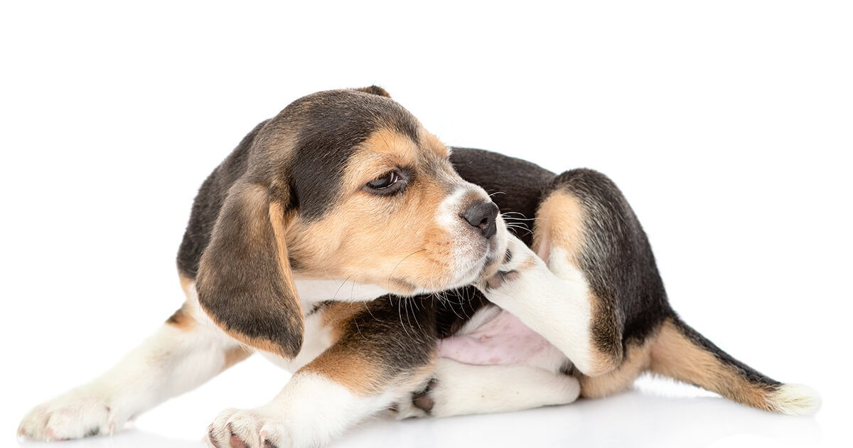 【愛犬の皮膚トラブル予防ガイド】かゆみ・フケ・赤みのサインを見逃さない！自宅でできるスキンケアと食事が与える影響