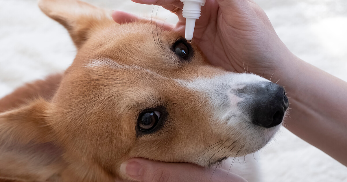 【愛犬の目の健康チェック】目ヤニ・充血は要注意！自宅でできるケアと動物病院を受診すべきサイン