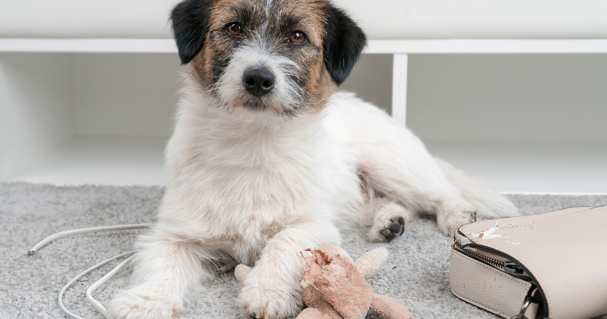 【愛犬のストレスサインを見逃すな】心と体の健康を保つ！ストレスの原因と解消法、行動が示すSOS