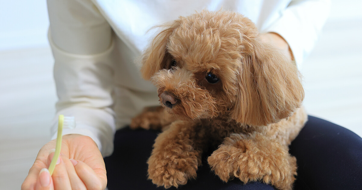 【愛犬の歯磨きスタートガイド】子犬のうちから始めよう！口臭・歯周病予防の基本とケア用品