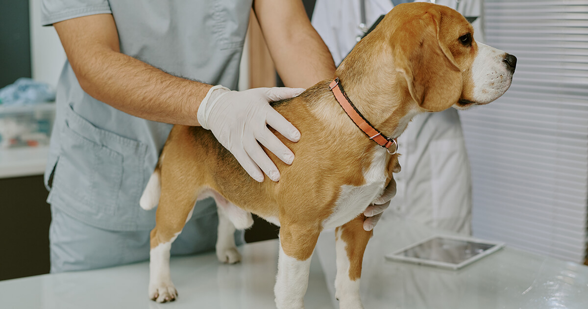 【愛犬の痛みのサインを見抜く】「いつもと違う？」を察知！犬の痛みの原因と症状、和らげる方法