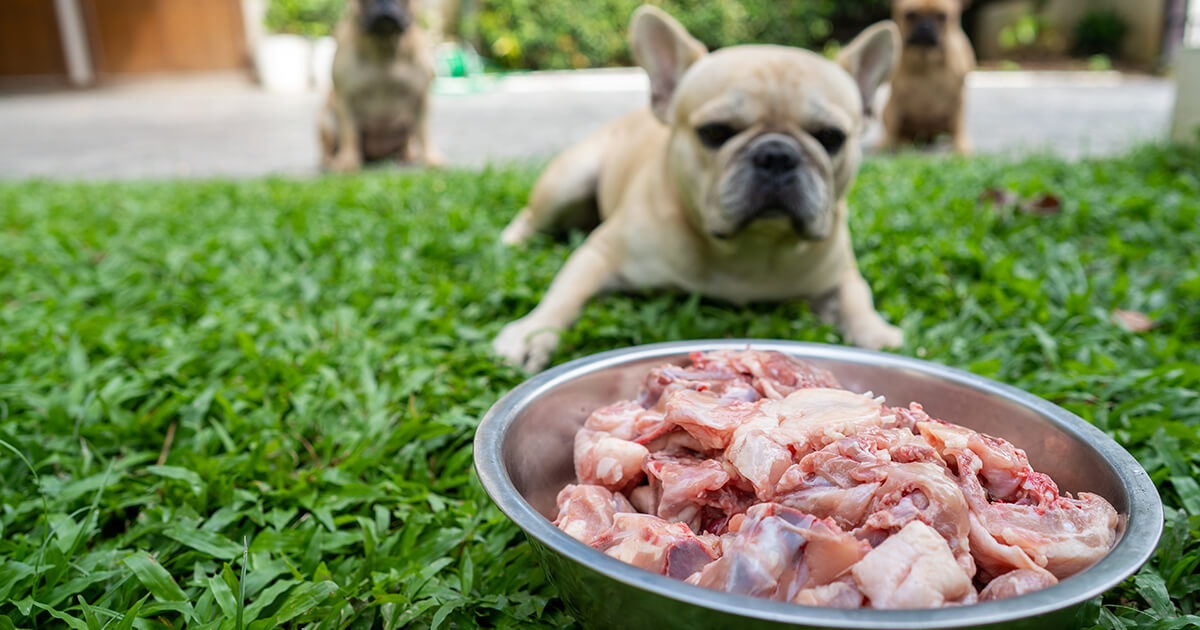 【BARF食のすべて】犬の手作り生食フードのメリット・デメリットと安全な与え方