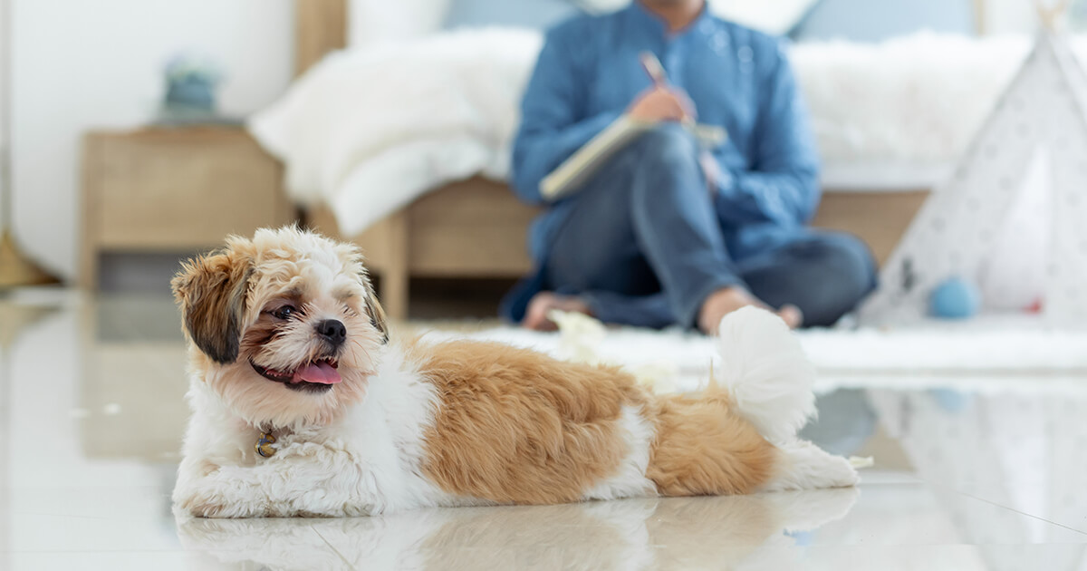 【安全第一！】愛犬のための室内環境づくり徹底ガイド
