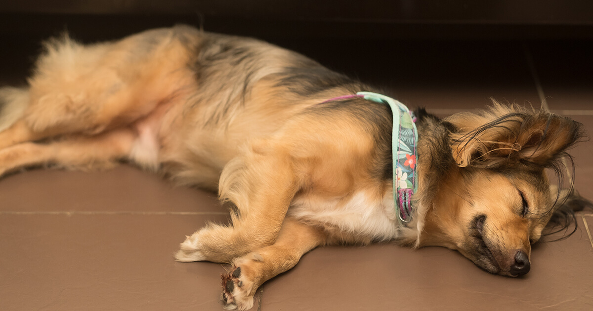 愛犬が喜ぶ！快適な「くつろぎスペース」の作り方と選び方