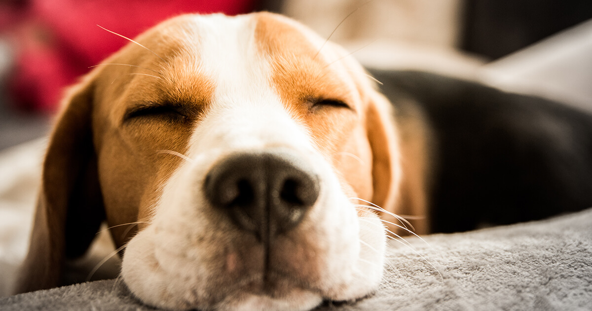 留守番も安心！愛犬のストレスを軽減する工夫と便利グッズ