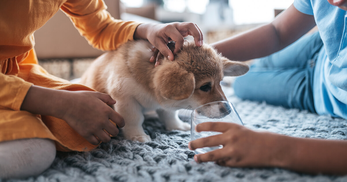 愛犬と快適に暮らすためのインテリア・部屋作りのヒント