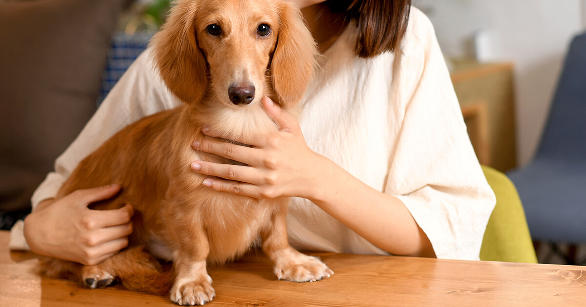 自宅でできる！愛犬の心と体を癒すドッグマッサージ＆リラックス法
