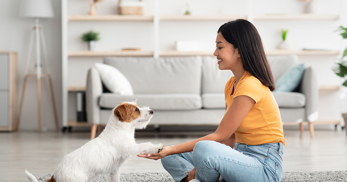 愛犬との絆が深まる！おうちで楽しむ「特別な日」の過ごし方