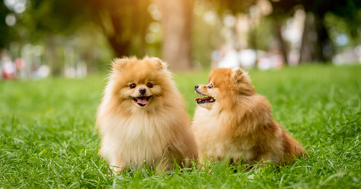 多頭飼いでも快適！犬同士のトラブルを避けるための空間づくりとルール