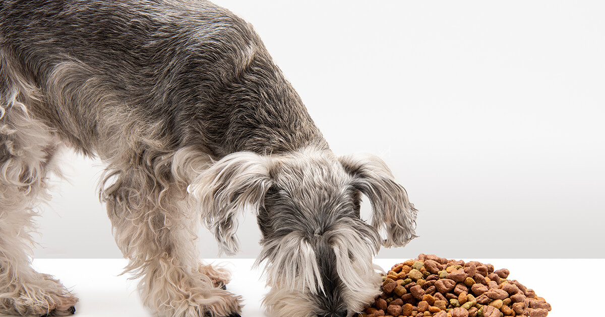 愛犬がごはんを食べすぎるのはなぜ？食欲旺盛な犬の健康管理と食事の工夫