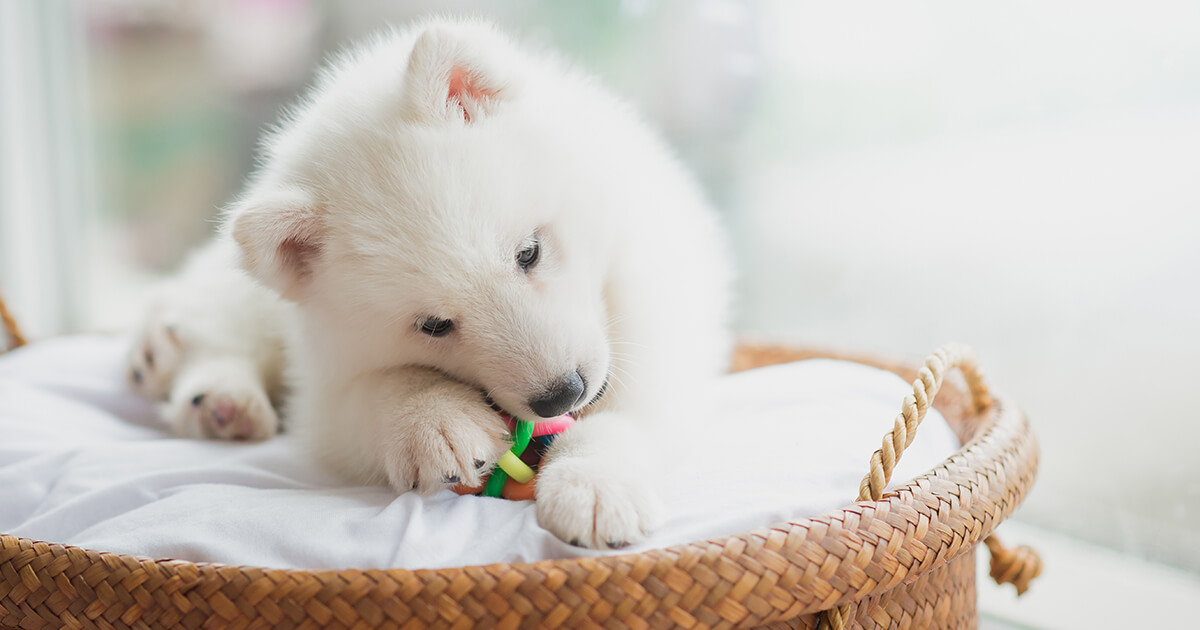 愛犬が物を舐め続けるのはなぜ？執着行動とストレスケアのポイント