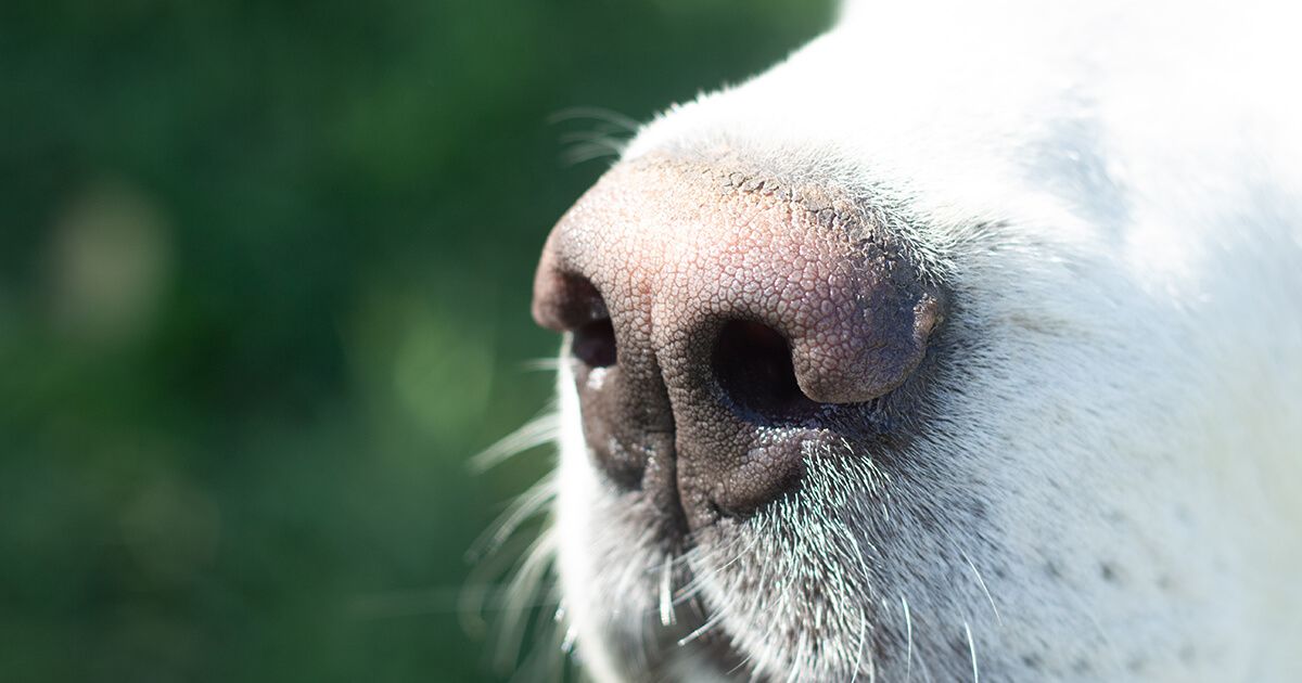 愛犬の食糞行動、もう悩まない！原因と正しい対策で健康を守る