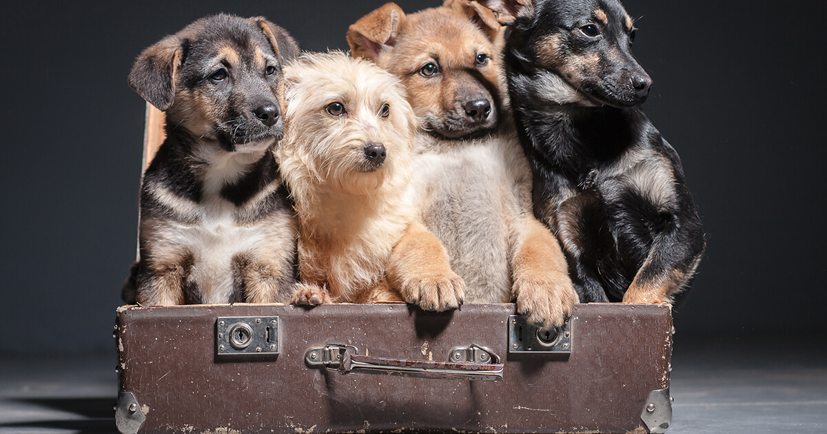 愛犬の嫉妬心はどこから来る？多頭飼いや家族構成変化時の対処法