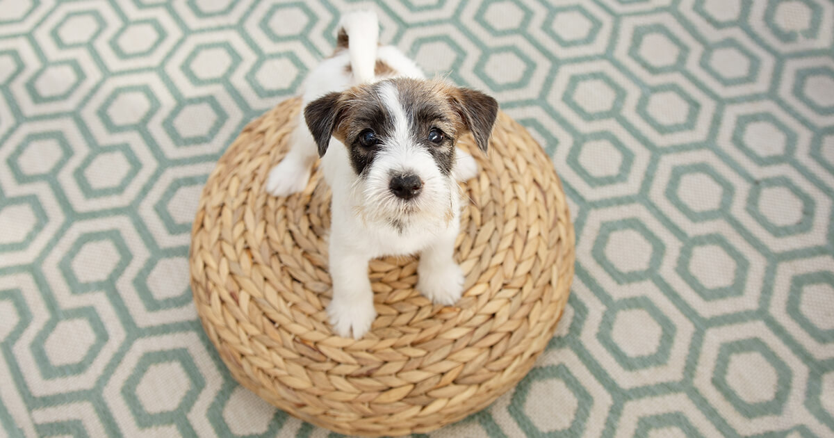 愛犬が「新しいもの」に慣れないのはなぜ？変化への対応と自信の育て方